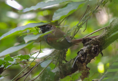 Synallaxis cinerascens