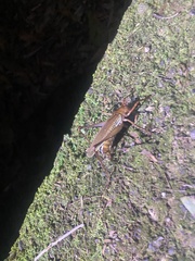 Ischnomela pulchripennis