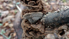 Dentocorticium portoricense