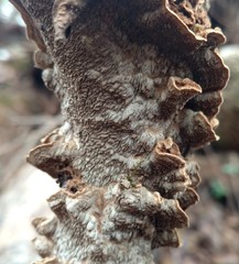 Dentocorticium portoricense