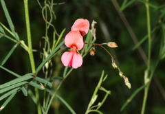 Indigofera filipes