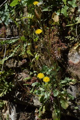 Crepis leontodontoides