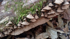 Dentocorticium portoricense