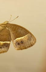 Mycalesis subdita