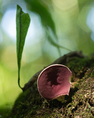 Phillipsia domingensis