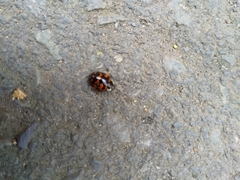 Harmonia axyridis