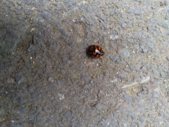 Harmonia axyridis