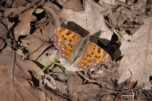 Riđa c-bijela (Polygonia c-album)
