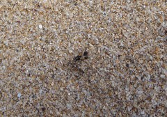 Apotropina ornatipennis