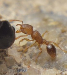 Tetramorium simillimum