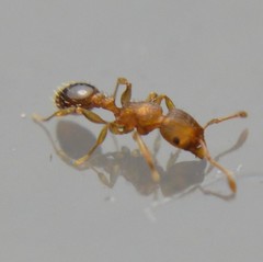 Tetramorium simillimum