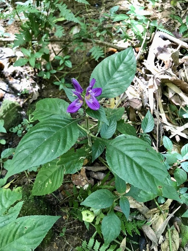 Brillantaisia madagascariensis image