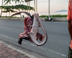 Mobula