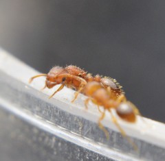 Tetramorium simillimum