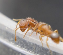 Tetramorium simillimum