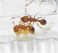 Tetramorium simillimum