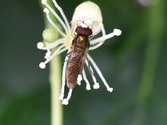 Platycheirus albimanus