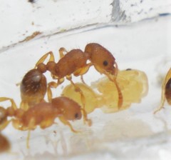 Tetramorium simillimum