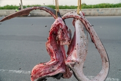 Mobula