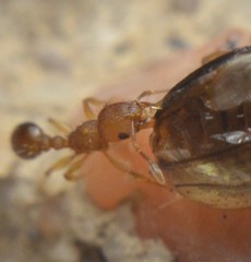 Tetramorium simillimum