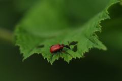 Apoderus coryli