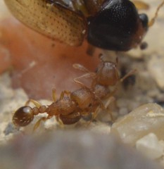 Tetramorium simillimum