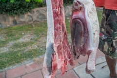 Mobula