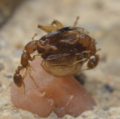 Tetramorium simillimum