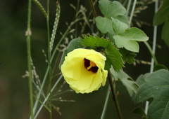 Gossypium herbaceum