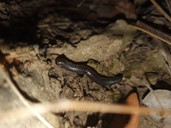 Ommatoiulus sabulosus aimatopodus