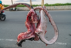 Mobula