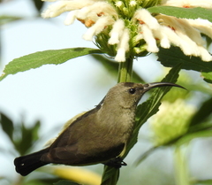 Greater Double-Collared Sunbird photo 3