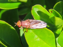 Tetanocera arrogans