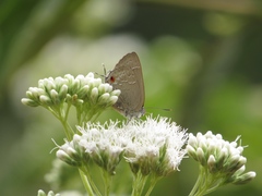 Contrafacia catharina