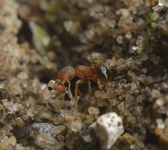 Tetramorium simillimum