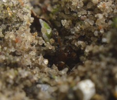 Tetramorium simillimum