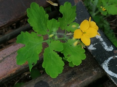 Chelidonium majus