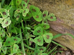 Medicago arabica