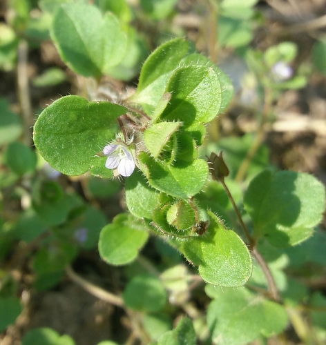veronika laločnatá (Veronica sublobata)