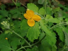 Chelidonium majus