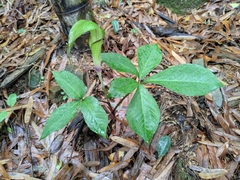 Arisaema bockii