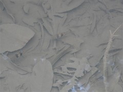 Striuntius lateristriga