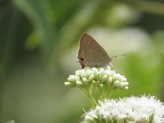 Contrafacia catharina