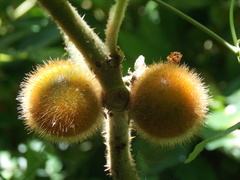 Solanum hirtum