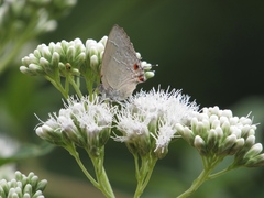 Contrafacia catharina