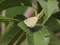 Contrafacia catharina