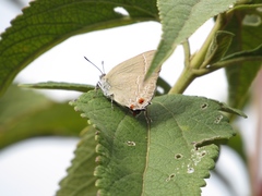 Contrafacia catharina