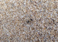 Apotropina ornatipennis