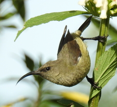 Greater Double-Collared Sunbird photo 2