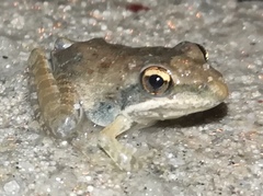 Ptychadena anchietae